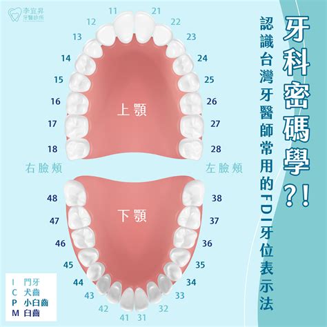 牙齒多少顆|牙齒的相關知識：關於您貝齒的24個問題